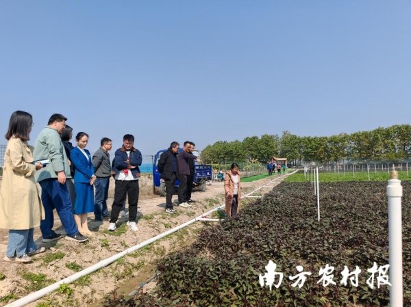 大圣策略 一片番薯叶的“振兴密码”：仲恺农业工程学院科技特派员赋能陶河产业振兴