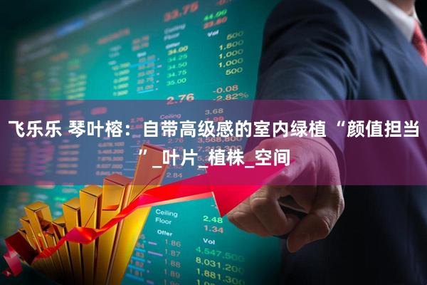 飞乐乐 琴叶榕：自带高级感的室内绿植 “颜值担当”_叶片_植株_空间